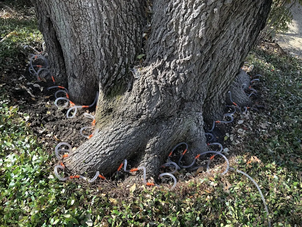 Detailed Tree Cabling and Bracing job site in Kneeland