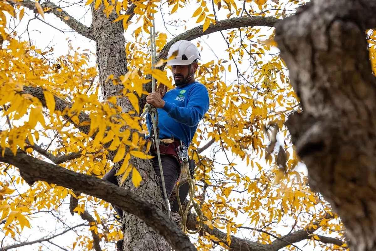 Skilled Storm Damage Cleanup crew working in Kneeland